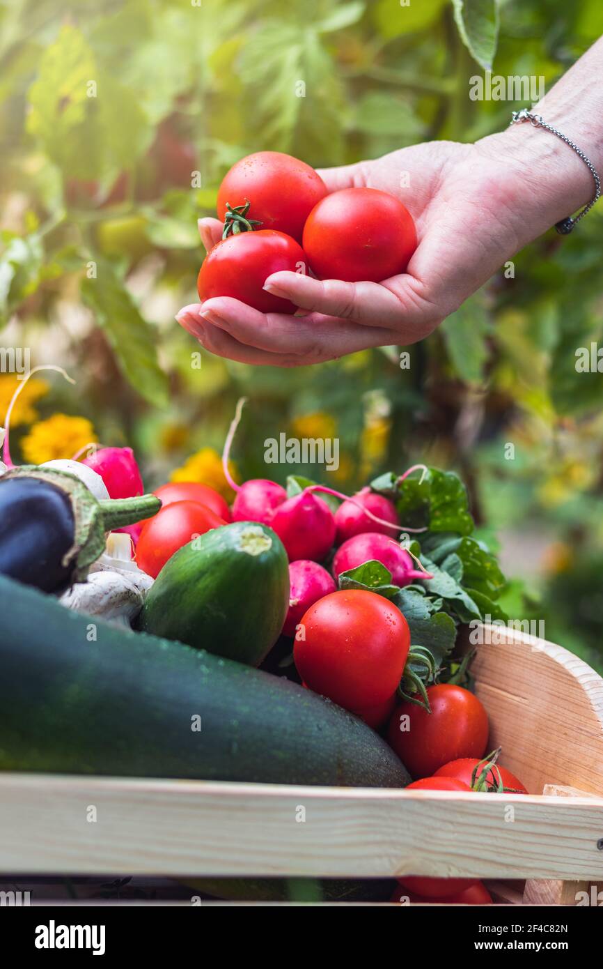 Donna´s mani che raccolgono pomodori freschi in cassa di legno con verdure. Cibo biologico dal giardino Foto Stock
