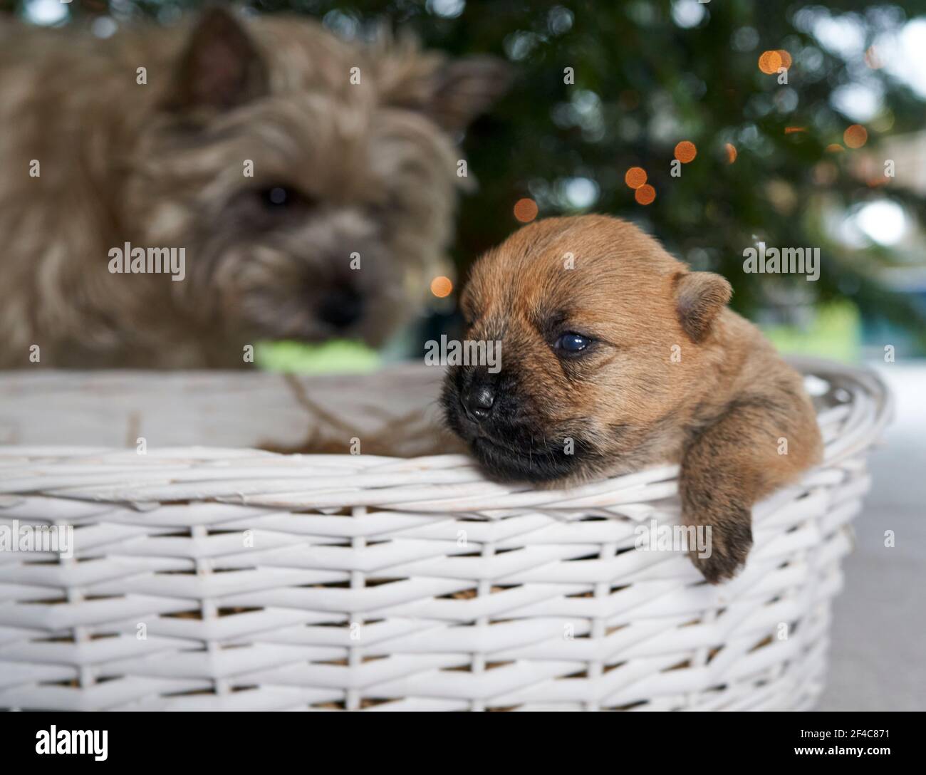 Cucciolo Cairn Terrier (14 giorni) in cesto di benvenuto di fronte ad un albero di Natale nel soggiorno di famiglia. Foto Stock