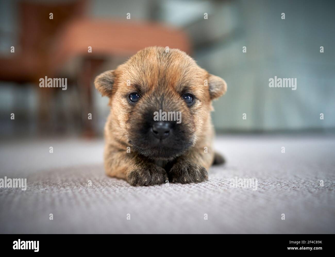 Carino singolo cucciolo Cairn Terrier (14 giorni) sdraiato sul pavimento del soggiorno di famiglia. Foto Stock
