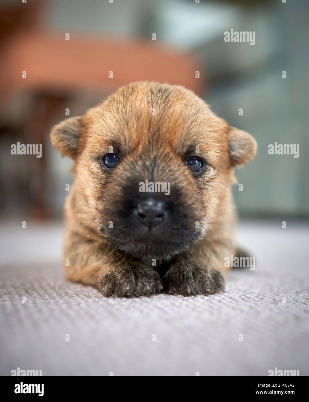 Carino singolo cucciolo Cairn Terrier (14 giorni) sdraiato sul pavimento del soggiorno di famiglia. Foto Stock