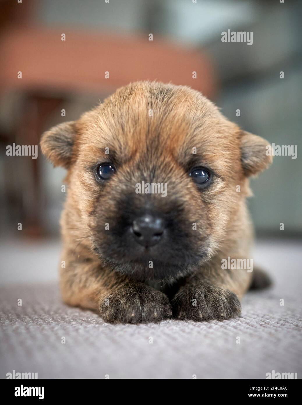 Carino singolo cucciolo Cairn Terrier (14 giorni) sdraiato sul pavimento del soggiorno di famiglia. Foto Stock