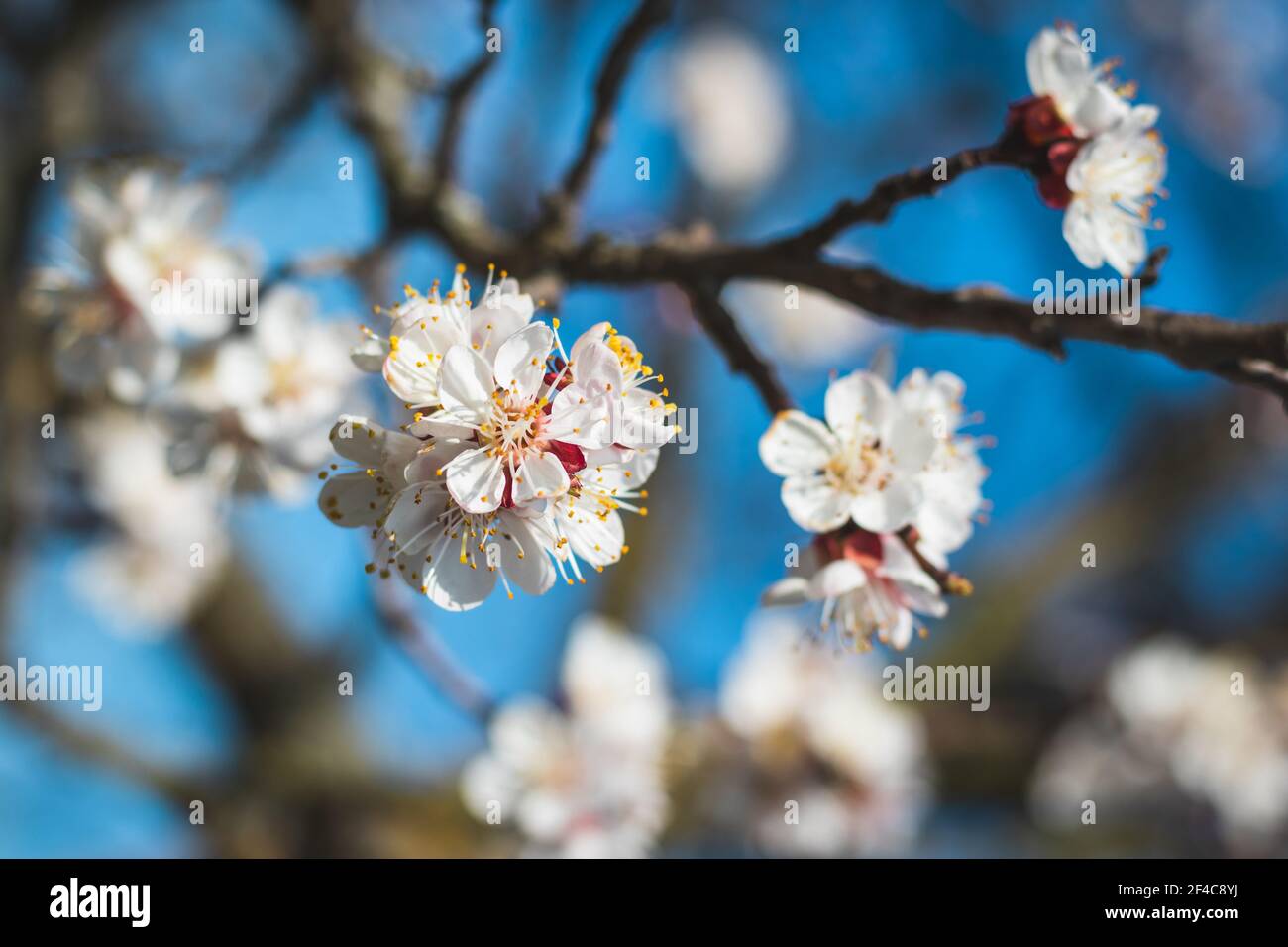 Ramo fiorente dell'albicocca in primavera. Fioritura di alberi da frutta in giardino. Giornata di sole in frutteto in primavera. Foto Stock