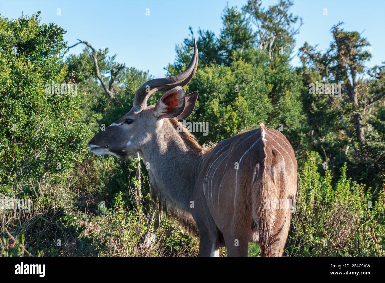 Male Kudu mangiare da una macchia verde, Addo National Park, Capo orientale, Sud Africa Foto Stock