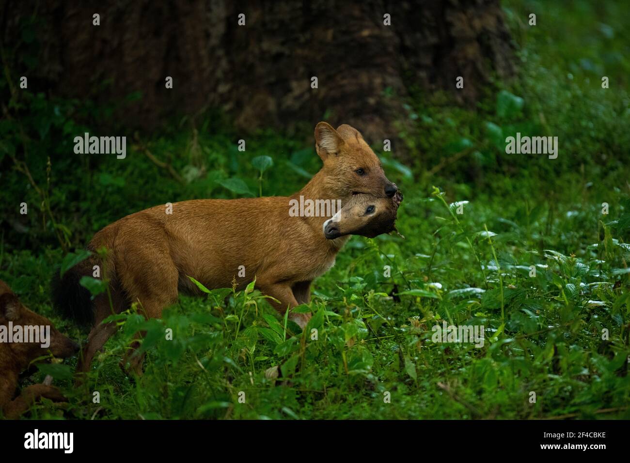 Dhole (Cuon Alpinus) o cane selvaggio indiano con uccidere. Raro momento di storia naturale dalle giungle dell'India del Sud. Foto Stock