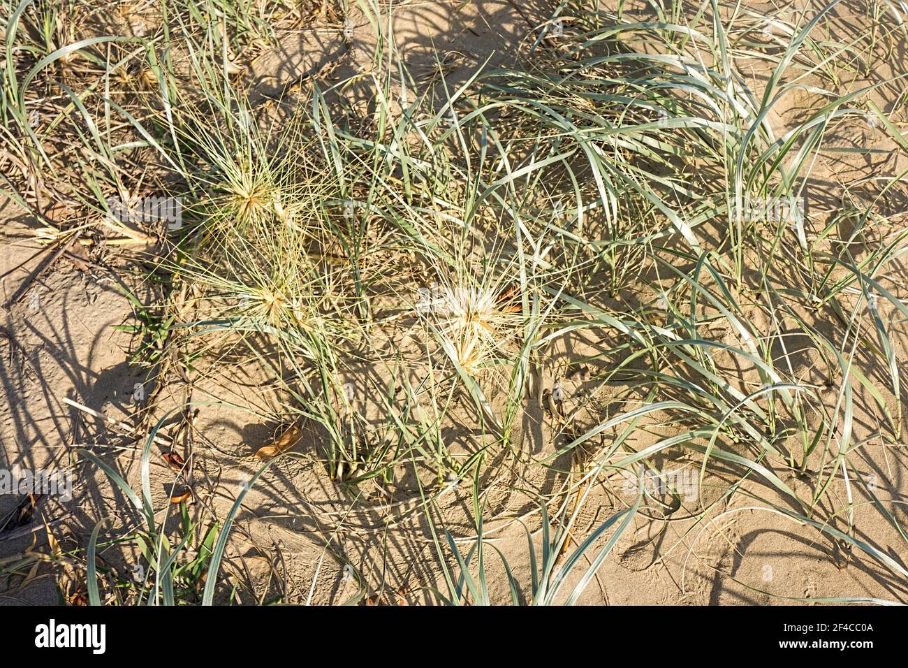 L'erba dura della spiaggia che cresce nell'ambiente duro del sale dune di sabbia in spiaggia la mattina presto aiutare per proteggere contro erosione da vento e. Foto Stock