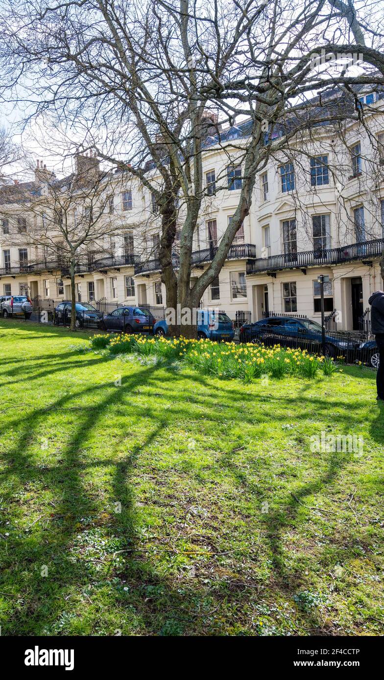 Brighton UK 20 marzo 2021 - Daffodils in fiore in Powis Square Brighton in un caldo giorno di primavera lungo la costa meridionale : Credit Simon Dack / Alamy Live News Foto Stock