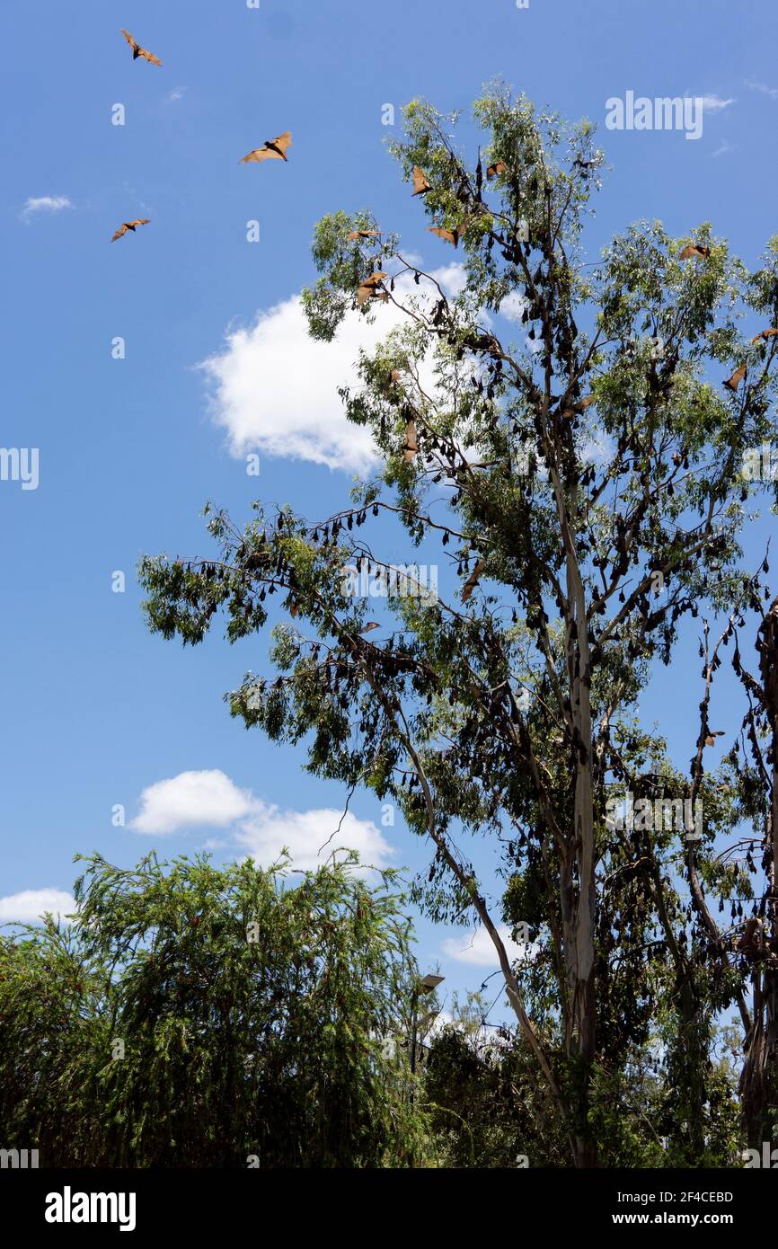 Una grande colonia o accampamento di volpi volanti rosse autoctone australiane, pteropus scapulatus, o pipistrelli di frutta che prendono il controllo degli alberi in un parco a Clermont, Q. Foto Stock