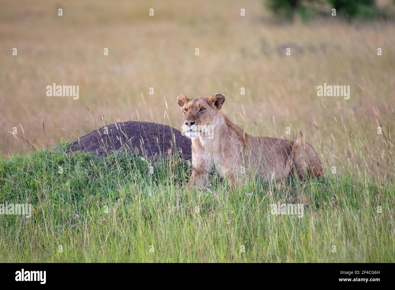 Leonessa si riposa su una piccola collina a Masai Mara parco nazionale e sbadigli con bocca aperta Foto Stock