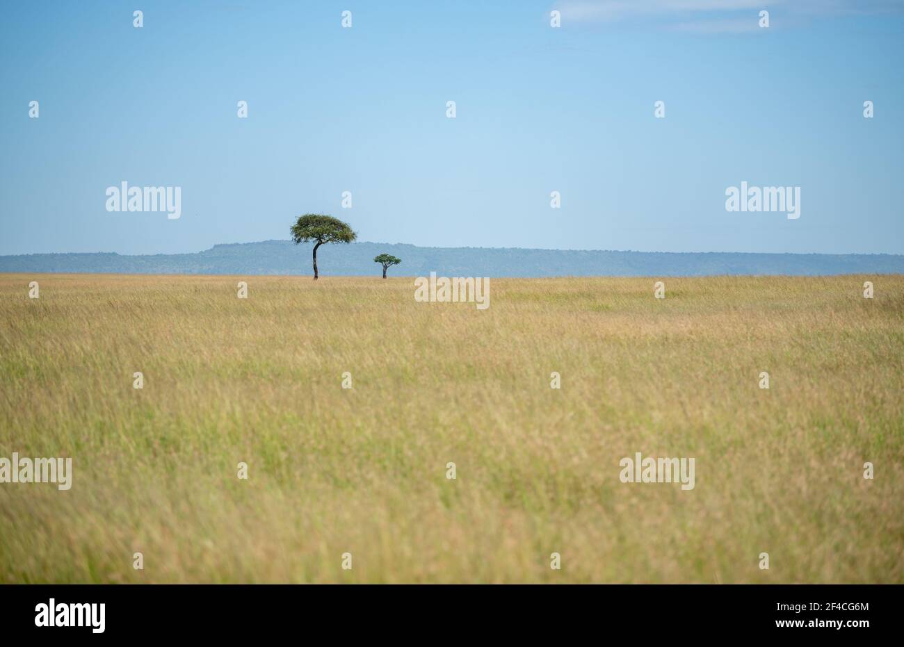 Un albero a distanza in savana africana in Kenya al parco nazionale masai mara in una giornata intensa con cielo blu e meno nuvole Foto Stock