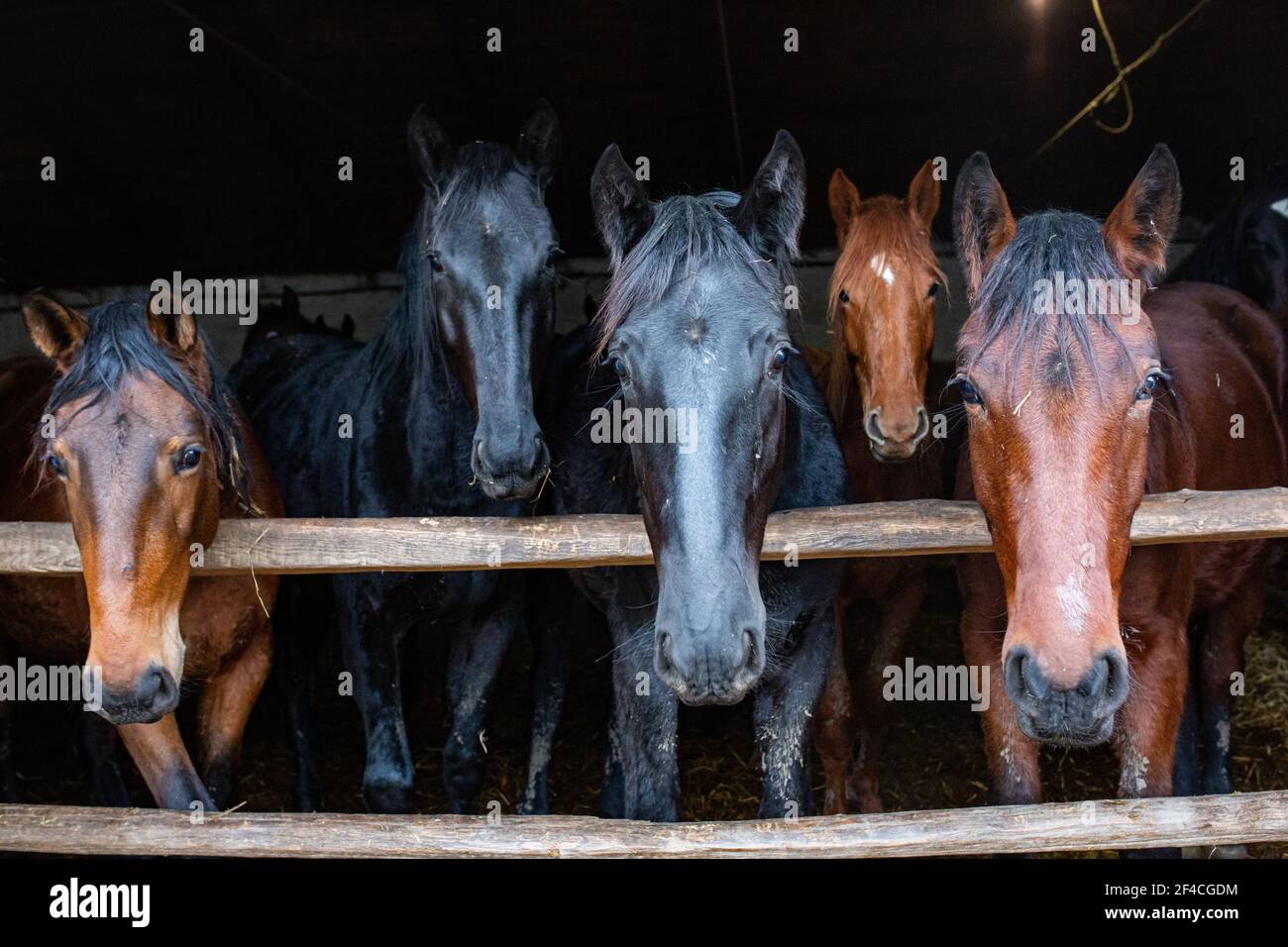Cavalli curiosi in un fienile in Ungheria rurale, regione di Hortobagy Foto Stock