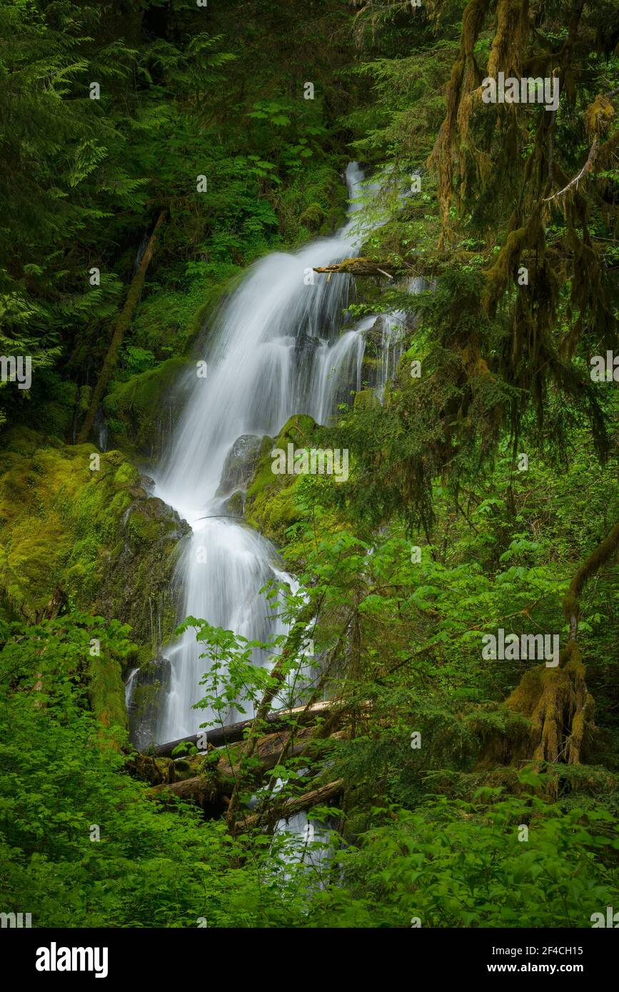 Cascate di Mineral Creek sopra l'Hoh River Trail, Hoh Rainforest, Olympic National Park, Washington. Foto Stock
