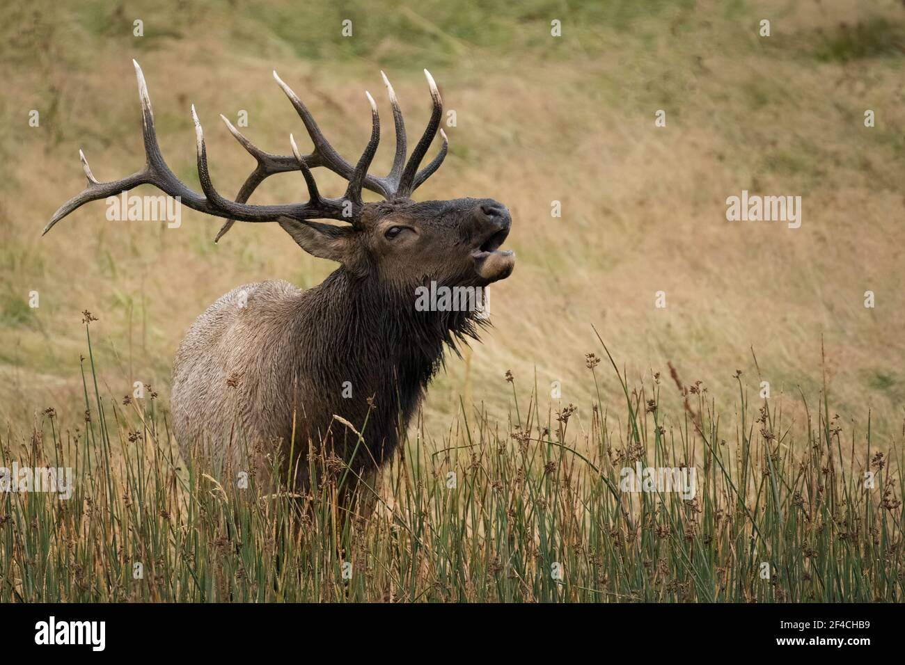Bull Elk che contrade nei prati del fiume Madison durante la radica autunnale nel Parco Nazionale di Yellowstone, Wyoming, Stati Uniti. Foto Stock