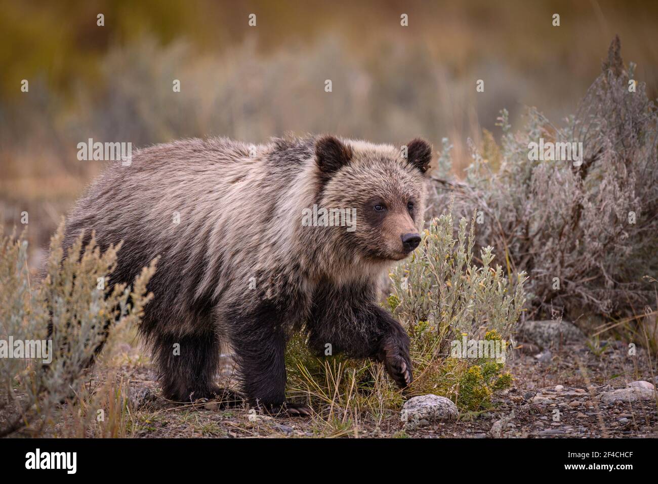 Cucciolo di orso grizzly in Lamar Valley, Yellowstone National Park, Wyoming, Stati Uniti. Foto Stock