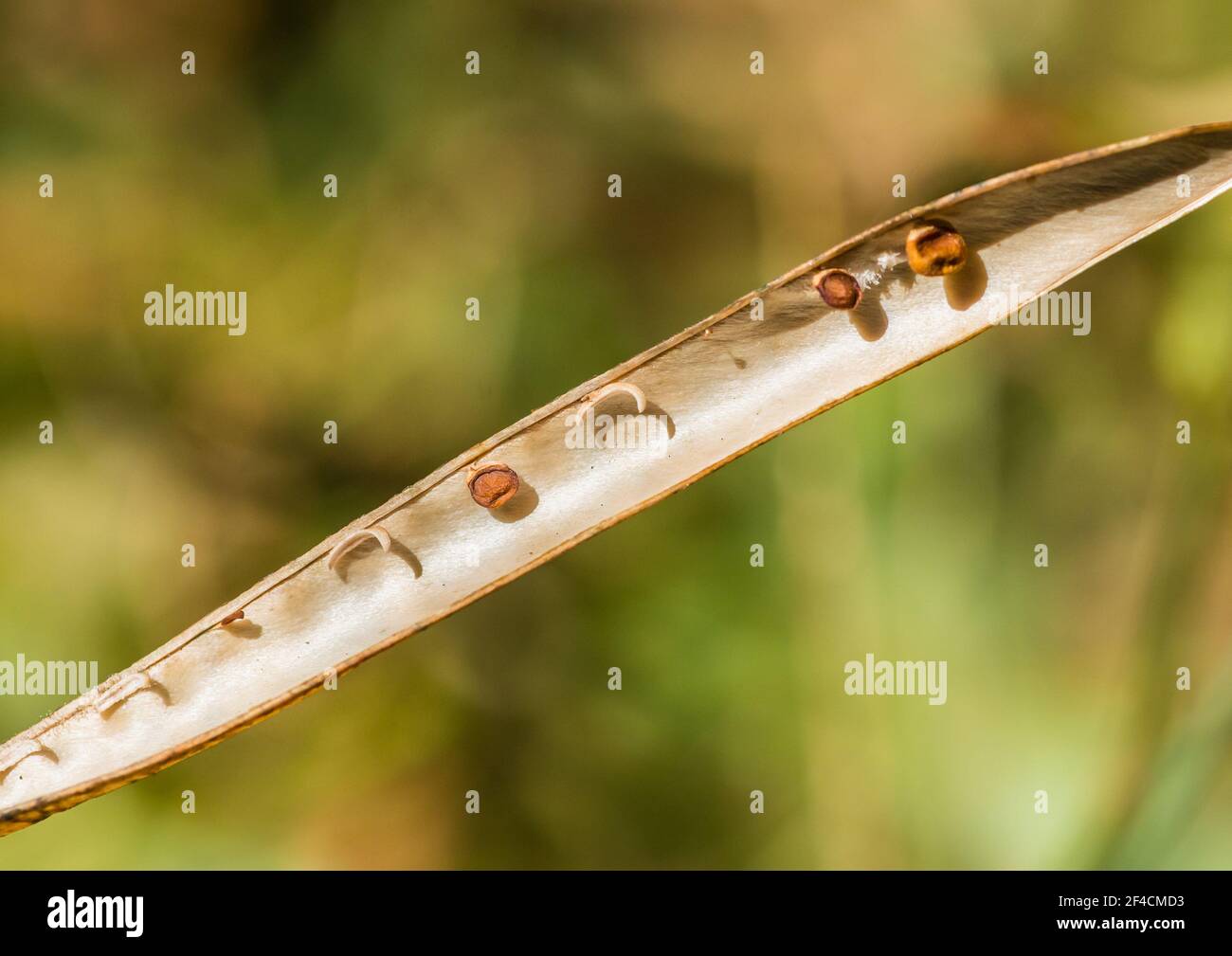 Una macro shot di alcuni semi rimasti in una cialda di piselli dolci. Foto Stock