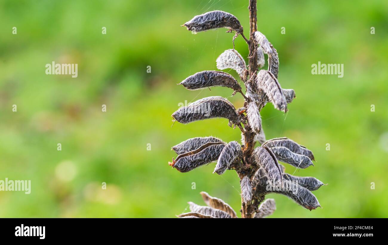 Un macrosolone di alcune capsule di semi di lupino. Foto Stock