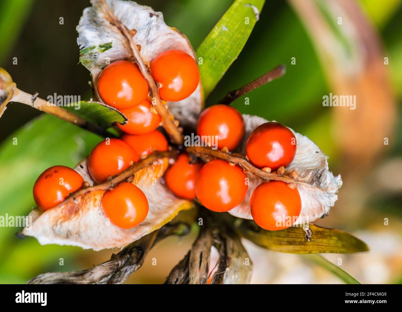 Un macro shot delle capsule di semi arancioni di una pianta di iride foetisima. Foto Stock