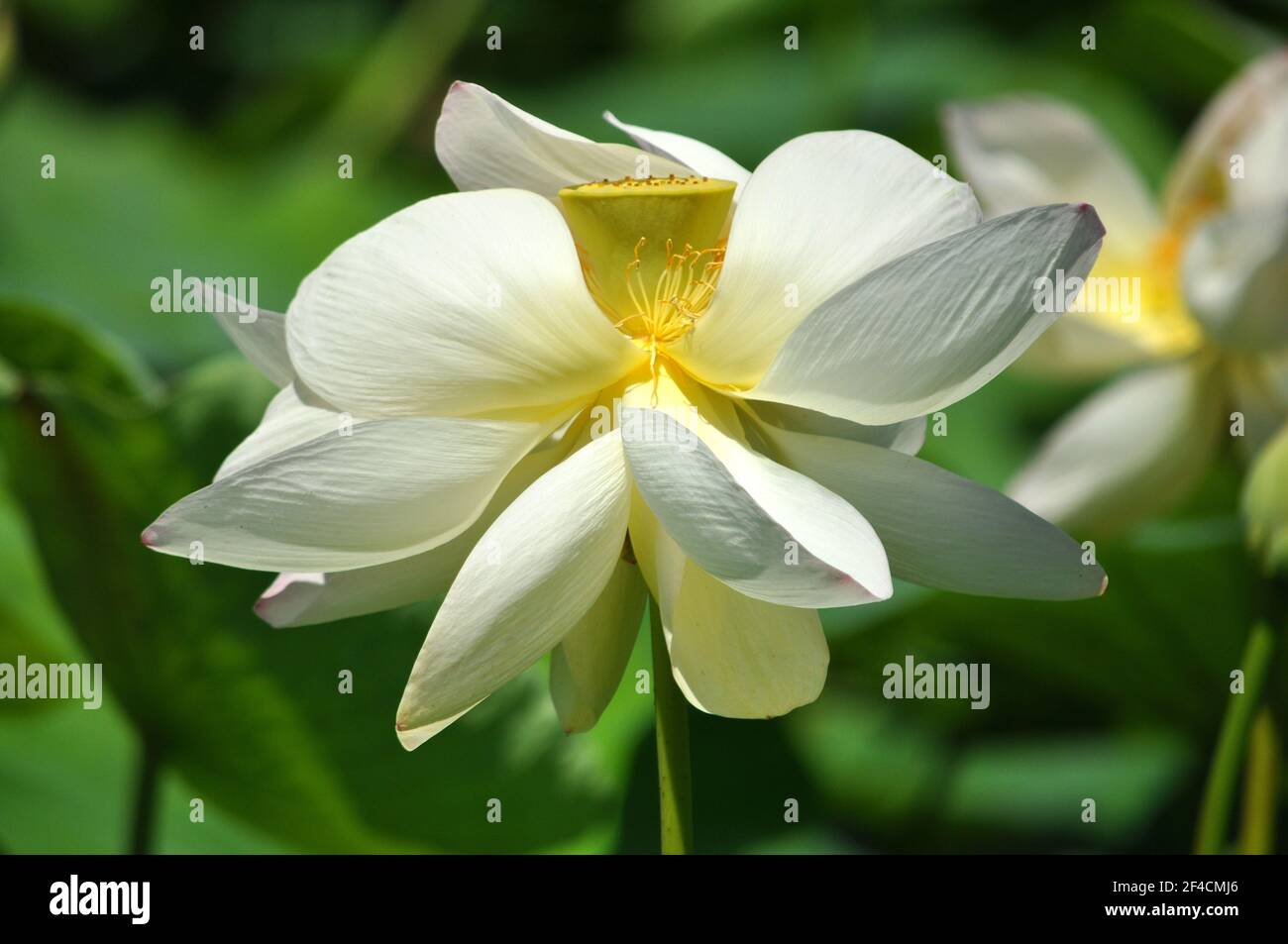 Francia, costa azzurra, Antibes les Pins, loto bianco sullo stagno del parco Exflora, questo loto dà bellissimi fiori all'inizio dell'estate. Foto Stock
