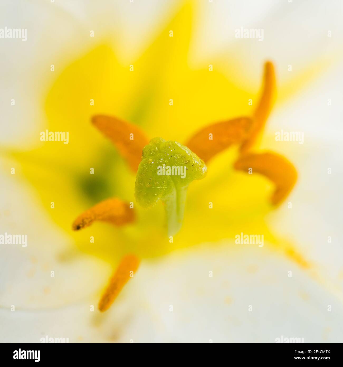 Una ripresa macro di un bianco regal lily bloom. Foto Stock