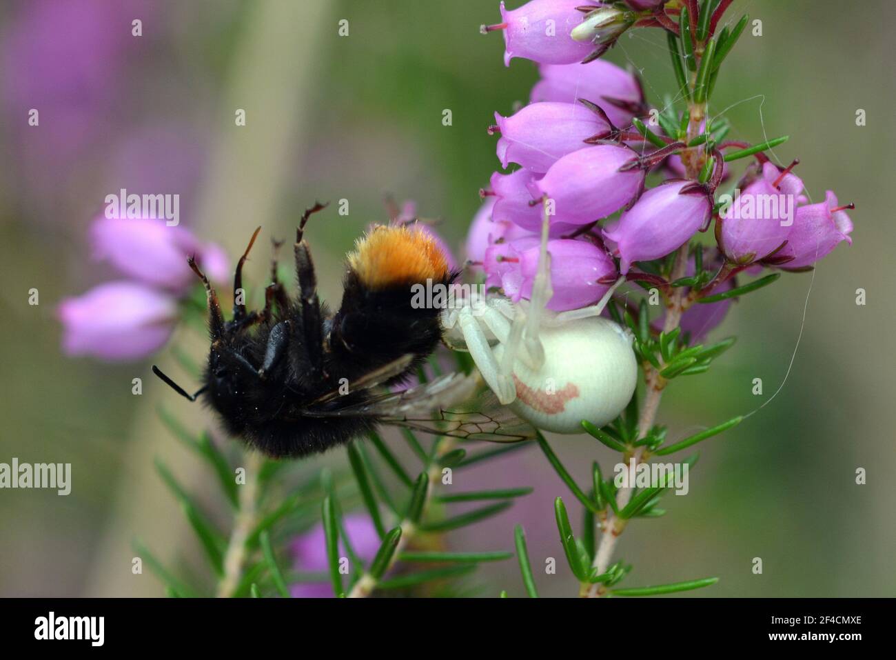 Francia, Aquitania, il ragno di granchio a caccia sul belvedere nascosto in fiori di erica, cattura la sua preda con le sue lunghe gambe anteriori. Foto Stock