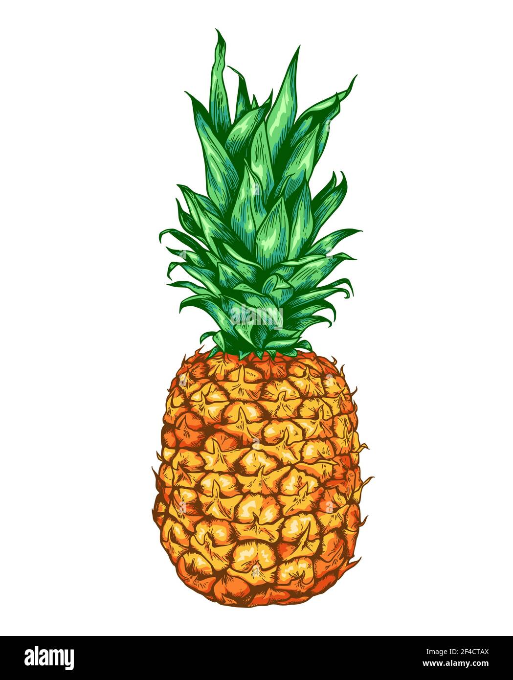 Ananas vettore dolce maturo disegnato a mano su sfondo bianco. Illustrazione Vettoriale