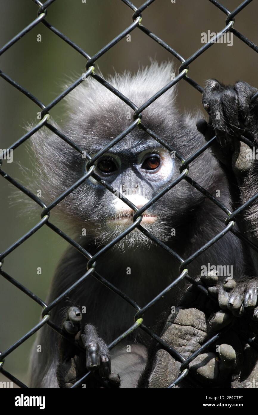 Una scimmia di langur dusky tipicamente trovata in Malesia, Myanmar e Thailandia Foto Stock