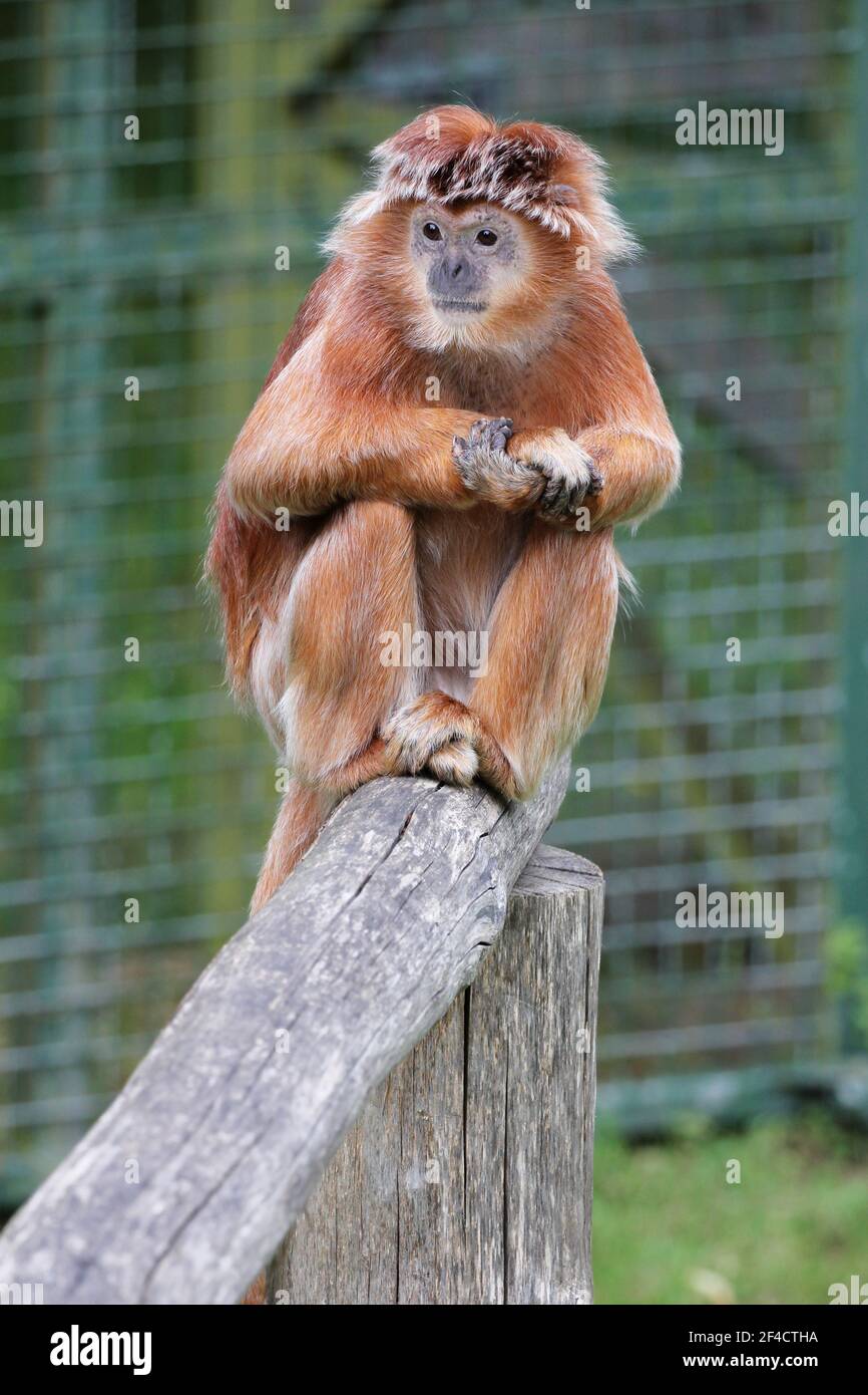 Una scimmia di langur giavanese tipicamente trovata in Indonesia Foto Stock