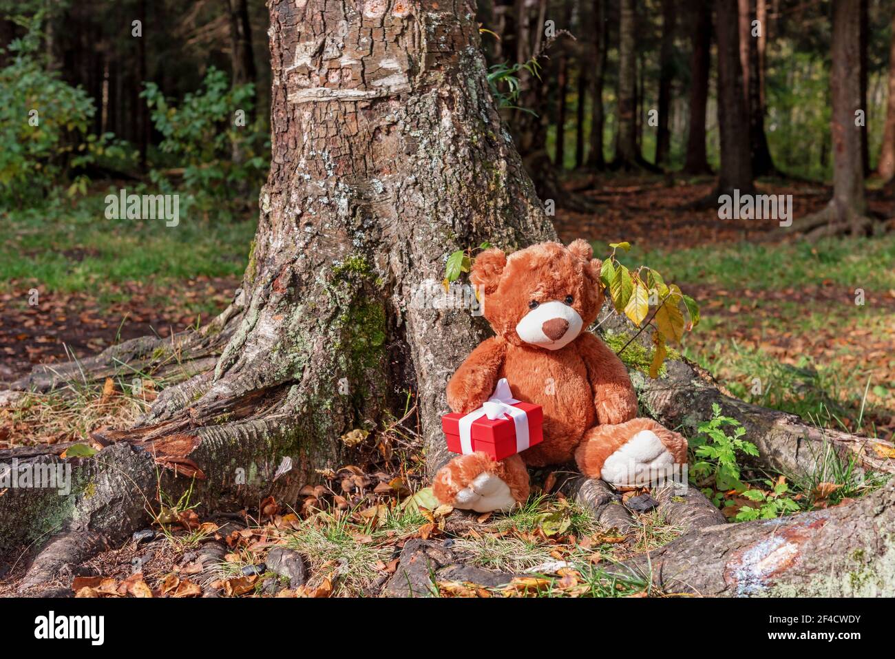 Un animale giocattolo imbottito con un regalo si siede in un orsacchiotto le radici di un grande albero nella foresta d'autunno Foto Stock