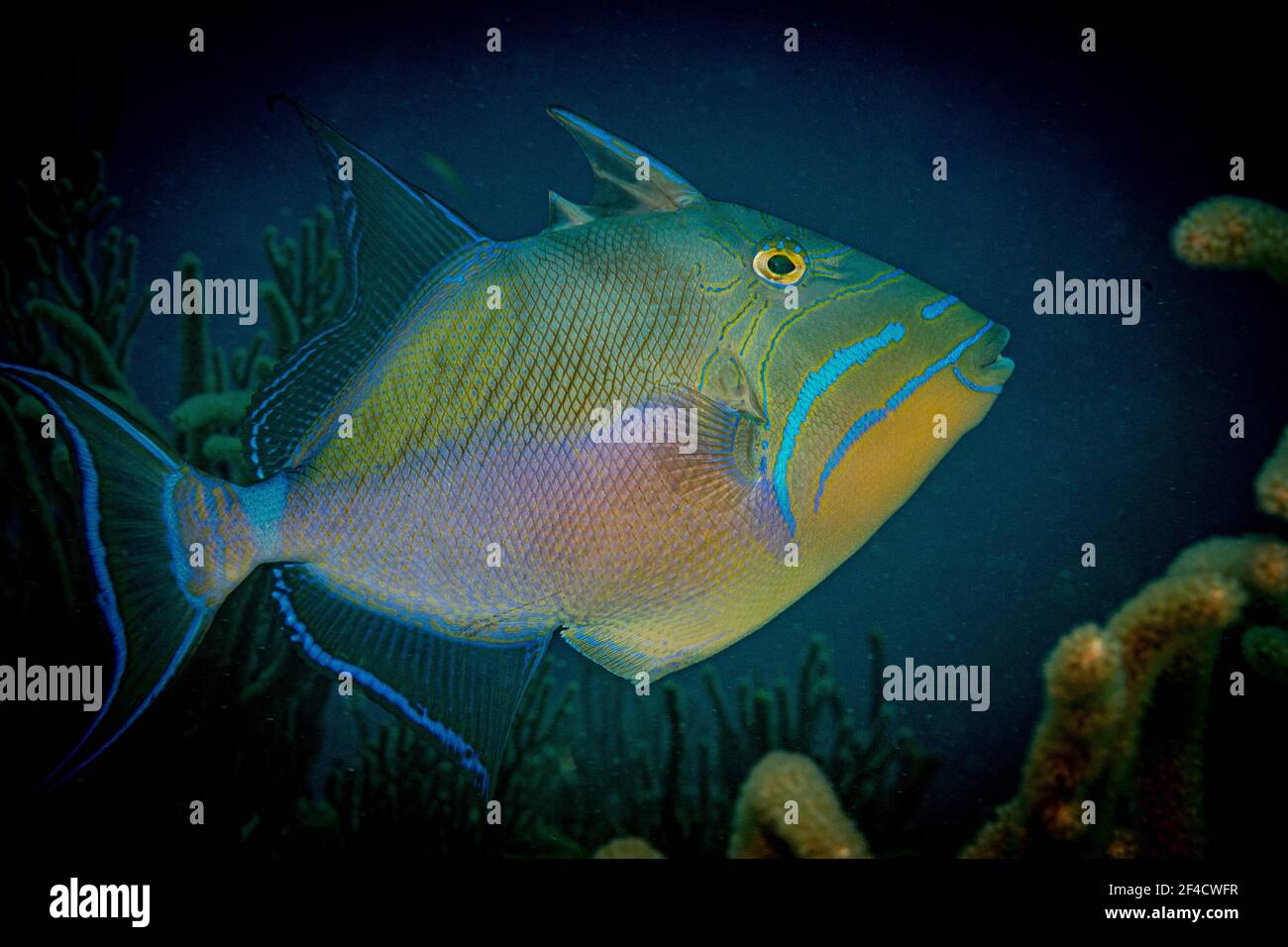 Regina triggerfish (Balistes vetula) sulla barriera corallina al largo dell'isola di Sint Maarten, Caraibi olandesi Foto Stock