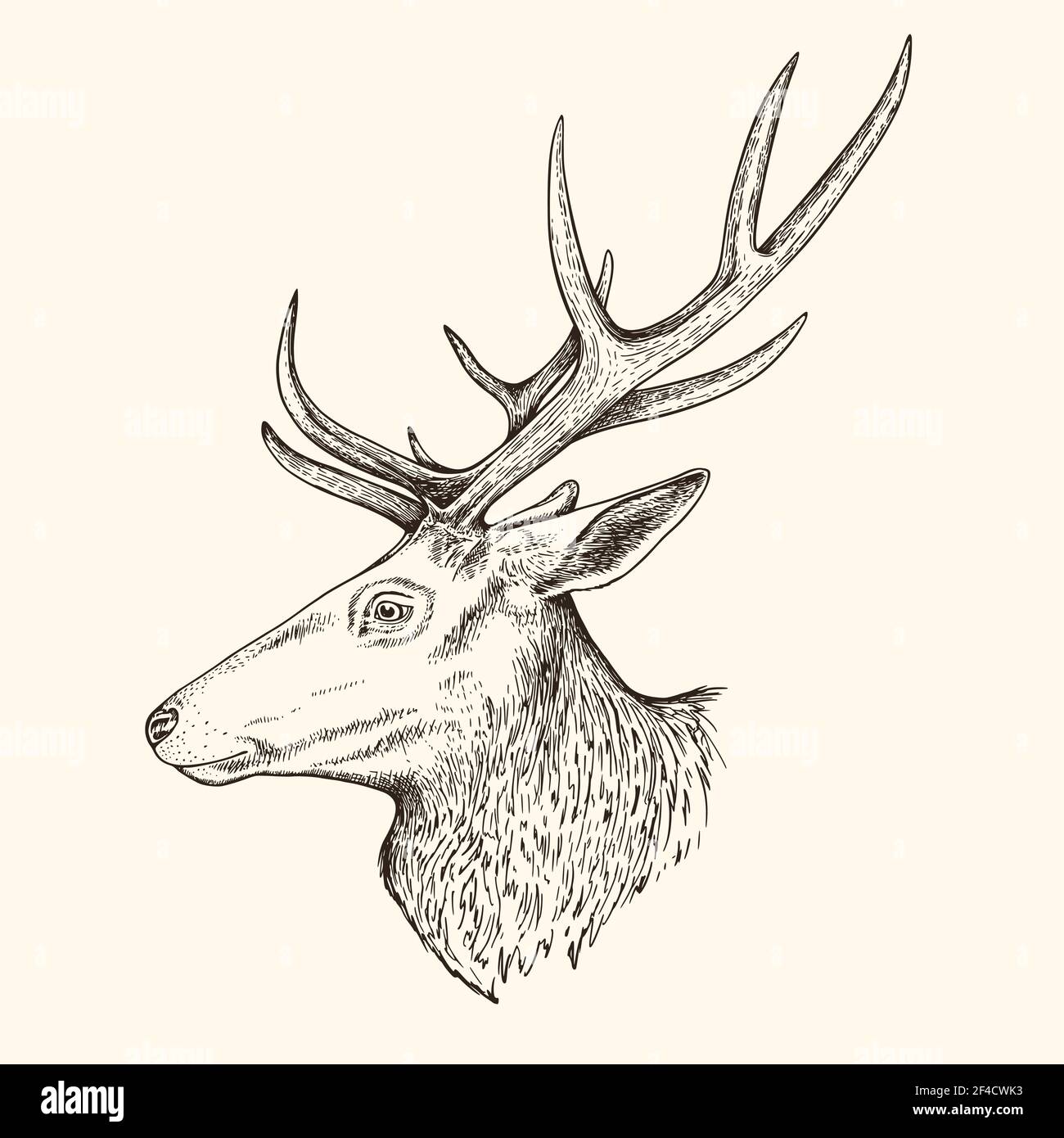 Illustrazione vettoriale disegnata a mano del cervo. Vintage schizzo di animale nella natura selvaggia Illustrazione Vettoriale