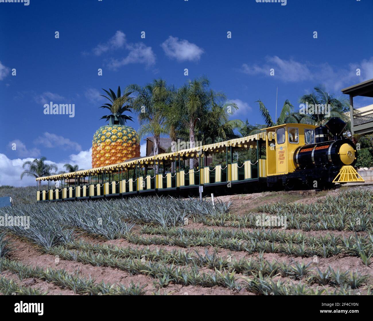 Australia. Queensland. Sunshine Coast. Grande piantagione di ananas. Treno turistico. Foto Stock