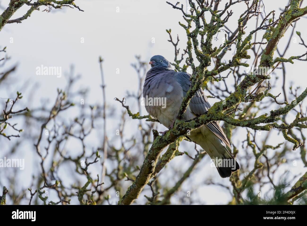 Uccello di Woodpigeon (Columba Palumbus) arroccato sul ramo in giardino con nuovo germoglio di primavera e lichene. Uccello comune con piume grigie piumaggio. Irlanda Foto Stock