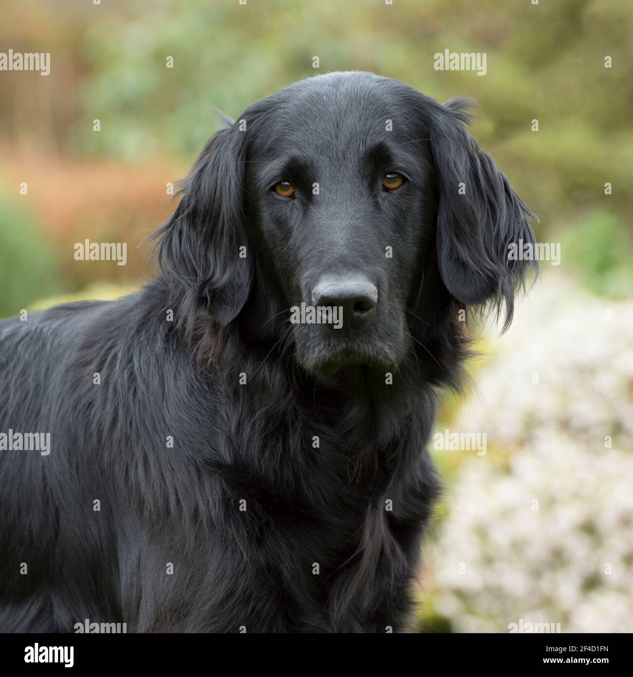 Piatto retriever rivestito Foto Stock