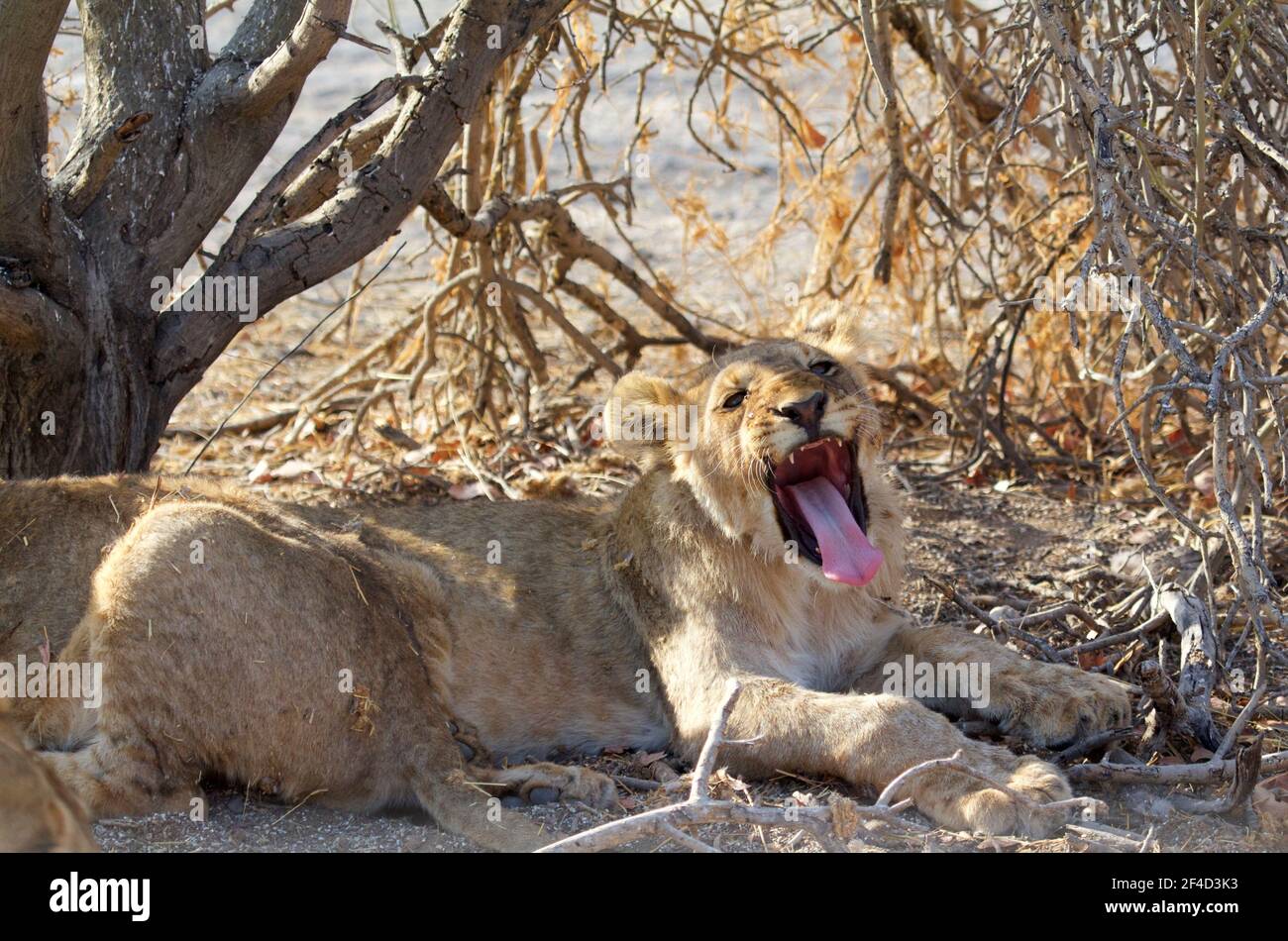 Cub Leone adolescente, che si posa nel cespuglio sbadigliando con bocca aperta Foto Stock