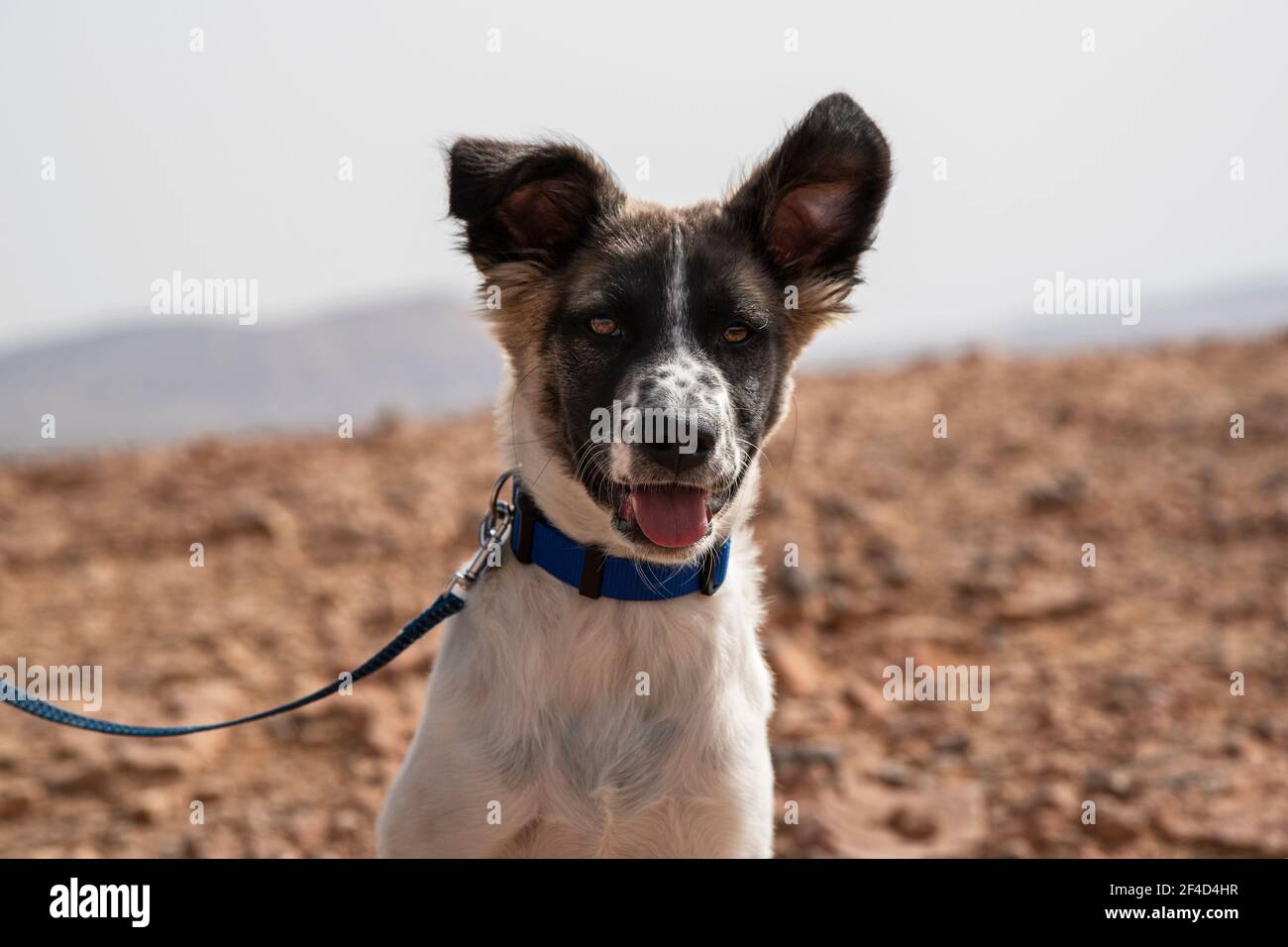 Ritratto di testa di un cucciolo di cane Canaan di cinque mesi Posato nel cratere Makhtesh Ramon in Israele con il sfondo deserto offuscato Foto Stock