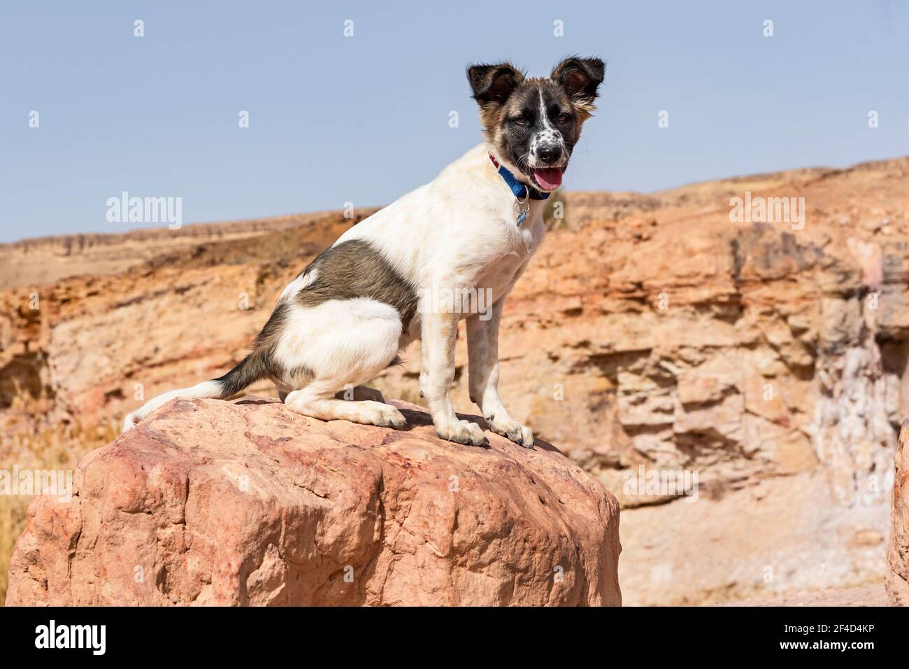 Marrone e bianco Canaan cucciolo di cane posato su un rosso boulder nel cratere Makhtesh Ramon in Israele con un scogliera sfocata e cielo blu sullo sfondo Foto Stock