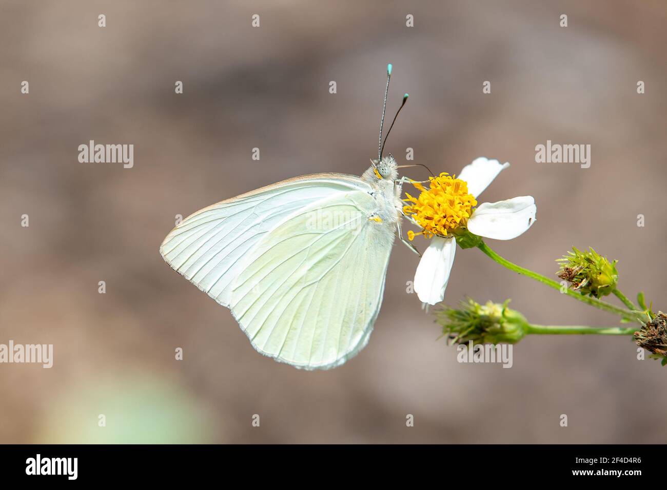 Grande farfalla bianca del sud visitando un fiore di romerillo. Foto Stock