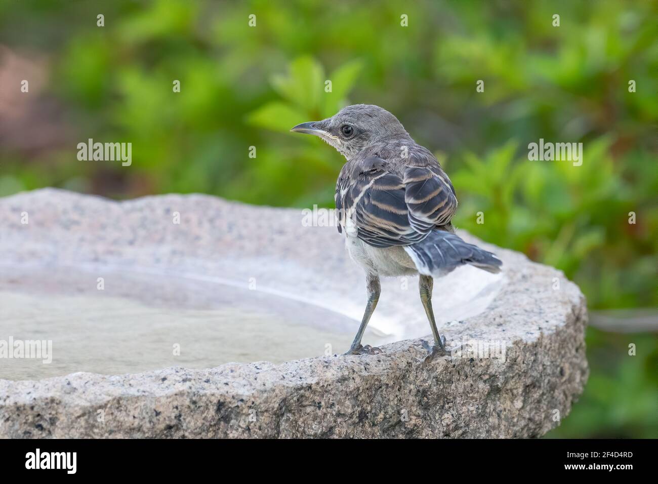 Recentemente rilasciato bambino mockingbird da una struttura di salvataggio della fauna selvatica appollaiato su un bagno di uccelli di granito. Foto Stock