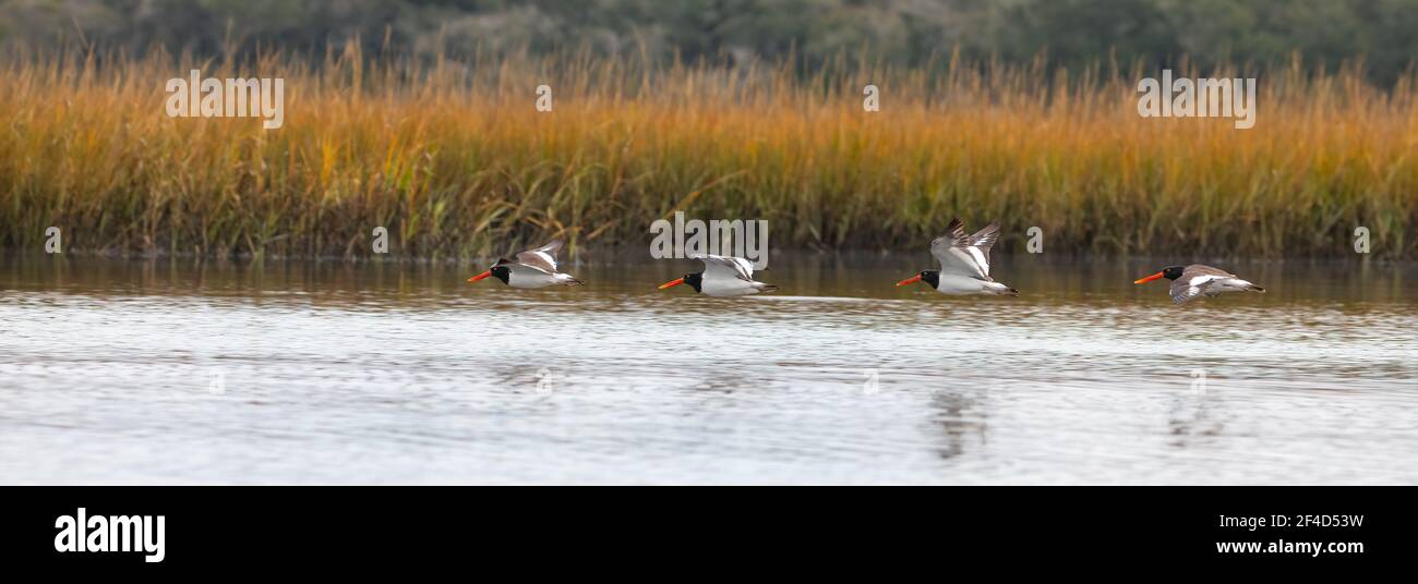 Quattro ostriche americane (Haematopus palliatus) che volano amw appena sopra l'acqua del fiume Guana. Foto Stock