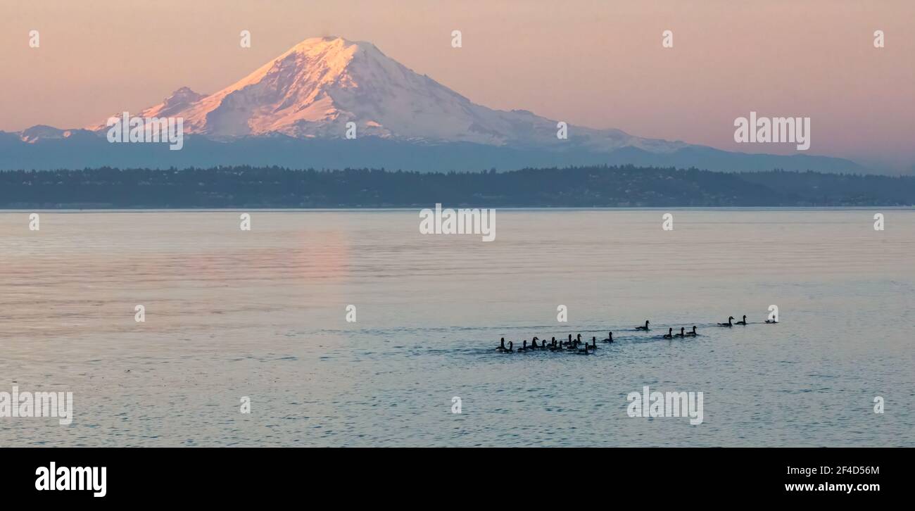 Silhouette di un gruppo di oche canadesi che nuotano su Puget Sound e alba con Monte Rainier sullo sfondo. Foto Stock
