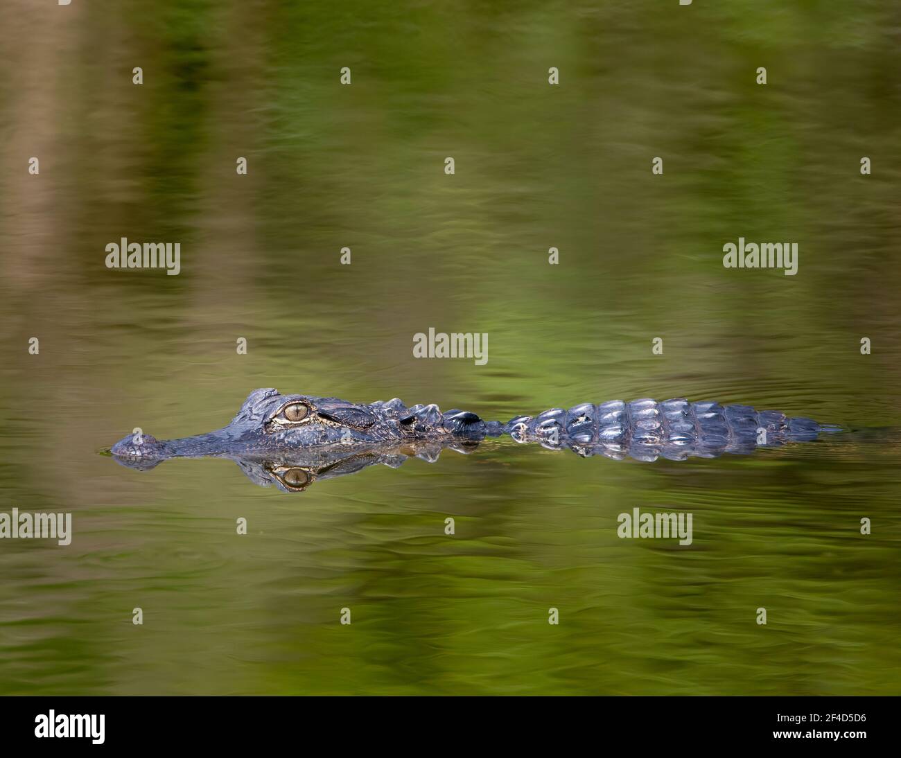 Alligatore nuotare in acqua e guardare la macchina fotografica. Foto Stock