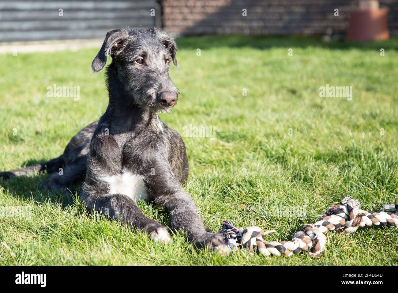 Cucciolo di Deerhound scozzese Foto Stock
