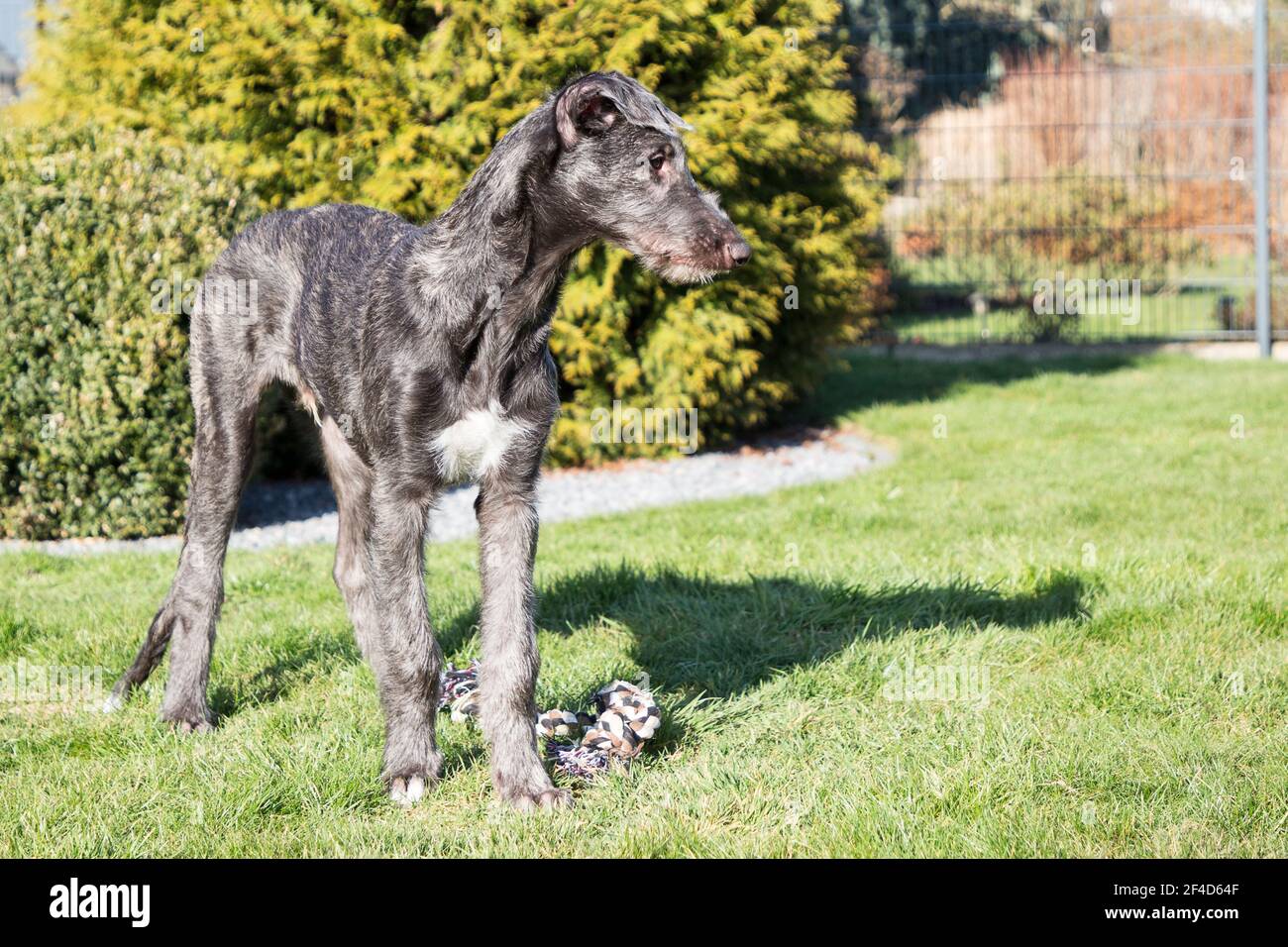Cucciolo di Deerhound scozzese Foto Stock