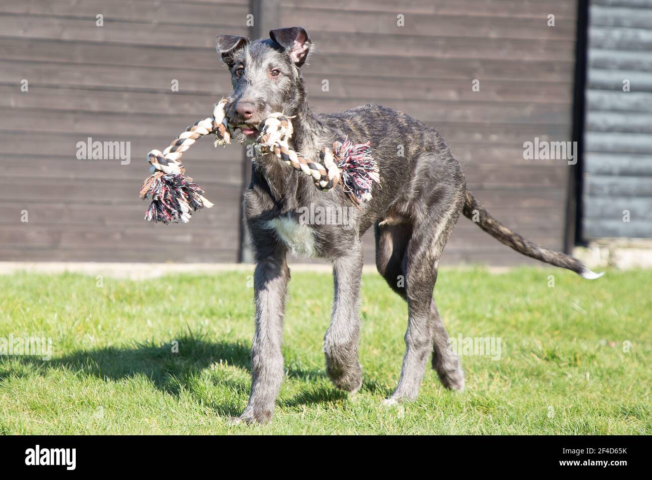 Cucciolo di Deerhound scozzese Foto Stock