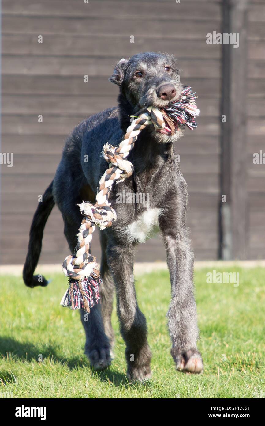 Cucciolo di Deerhound scozzese Foto Stock