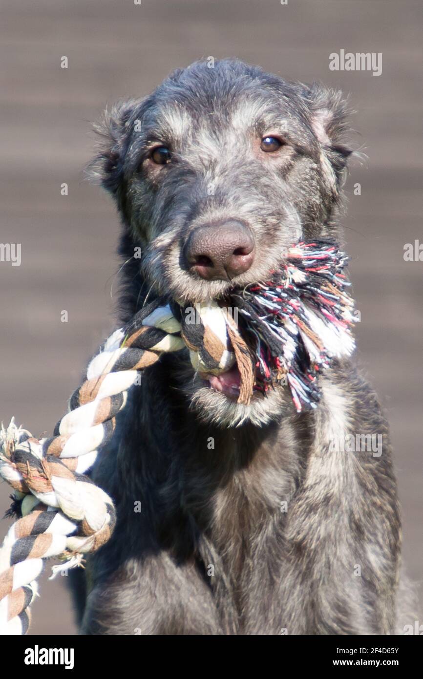 Cucciolo di Deerhound scozzese Foto Stock
