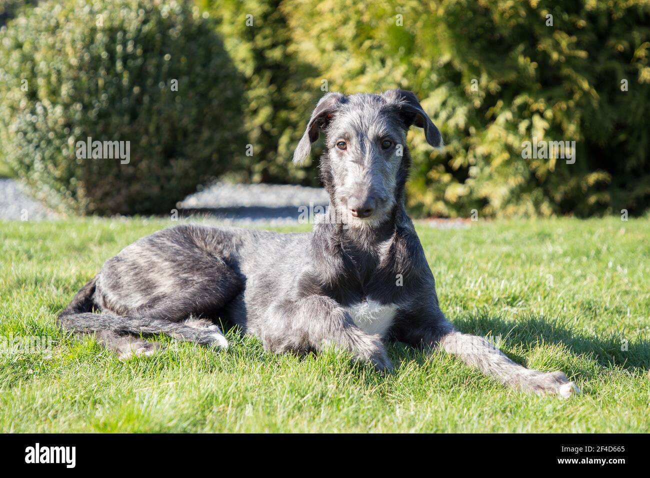 Cucciolo di Deerhound scozzese Foto Stock