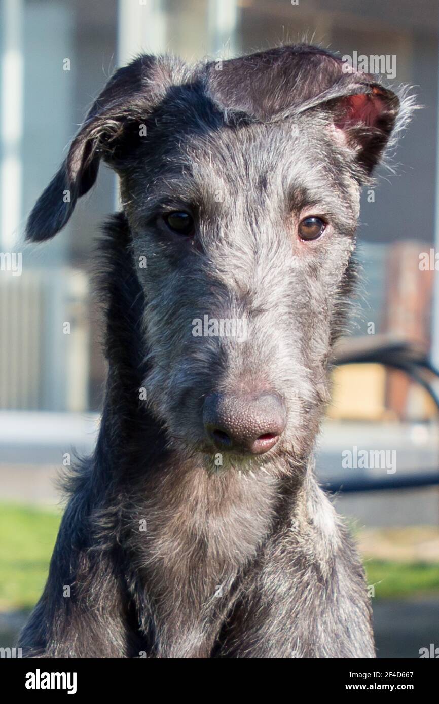 Cucciolo di Deerhound scozzese Foto Stock