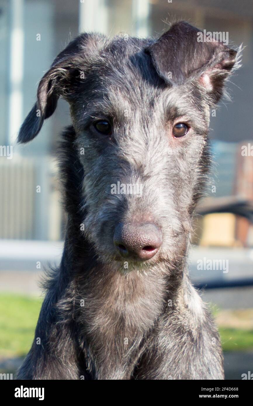 Cucciolo di Deerhound scozzese Foto Stock