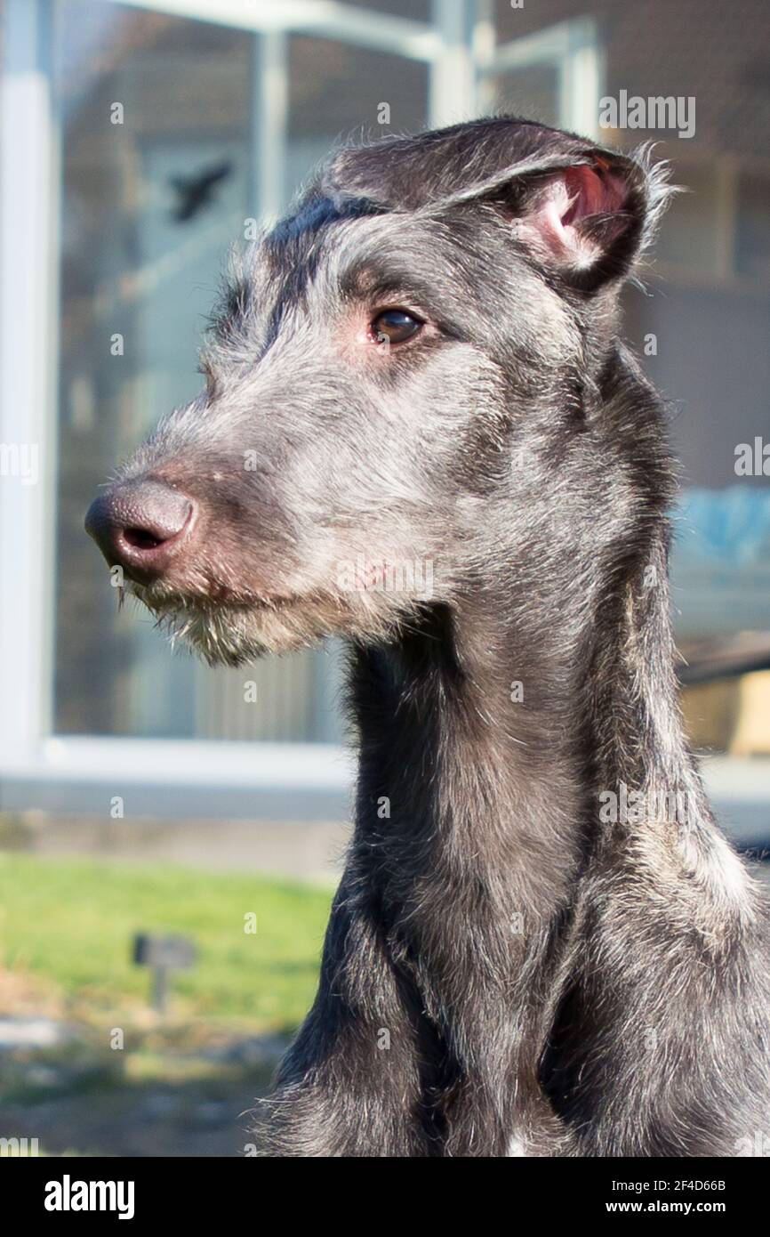 Cucciolo di Deerhound scozzese Foto Stock