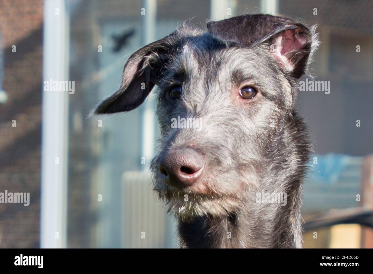Cucciolo di Deerhound scozzese Foto Stock